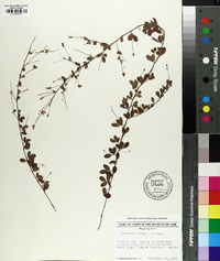 Lespedeza repens image