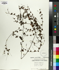 Lespedeza repens image