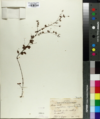 Lespedeza repens image