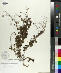 Lespedeza repens image