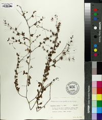 Lespedeza repens image