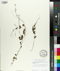 Lespedeza repens image