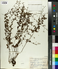 Lespedeza repens image