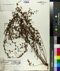 Lespedeza repens image