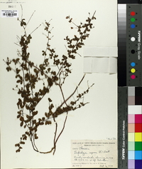 Lespedeza repens image