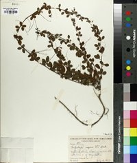 Lespedeza repens image