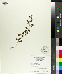 Lespedeza repens image