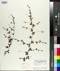 Lespedeza repens image