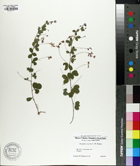 Lespedeza repens image