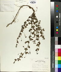 Lespedeza repens image