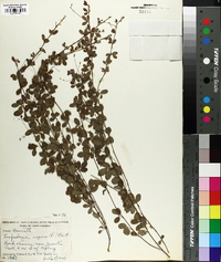 Lespedeza repens image