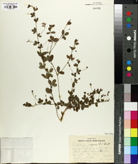 Lespedeza repens image