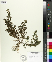 Lespedeza stipulacea image