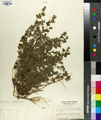 Lespedeza stipulacea image