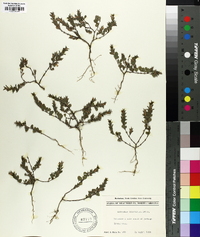 Lespedeza stipulacea image