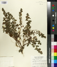 Lespedeza stipulacea image