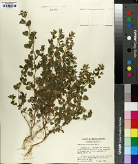 Lespedeza stipulacea image