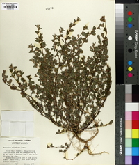 Lespedeza stipulacea image