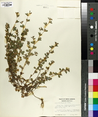 Lespedeza stipulacea image