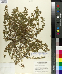 Lespedeza stipulacea image