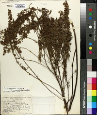 Lespedeza virginica image