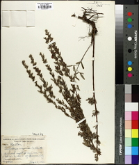 Lespedeza virginica image