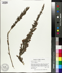 Lespedeza virginica image