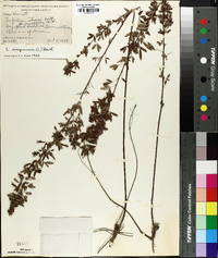 Lespedeza virginica image