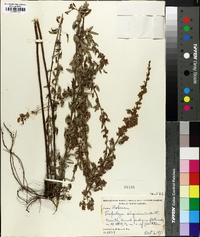 Lespedeza virginica image