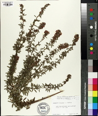 Lespedeza virginica image