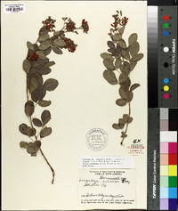 Lespedeza bicolor image