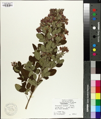 Lespedeza bicolor image