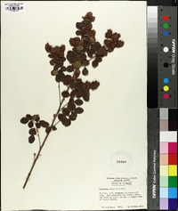 Lespedeza hirta image