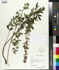 Lespedeza × nuttallii image