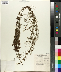 Lespedeza procumbens image