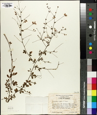 Lespedeza repens image