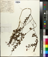 Lespedeza repens image