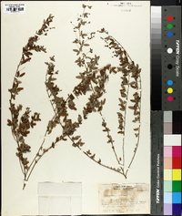 Lespedeza repens image