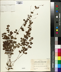 Lespedeza repens image