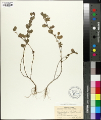 Lespedeza stipulacea image