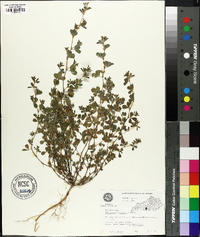 Lespedeza stipulacea image