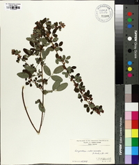 Lespedeza violacea image