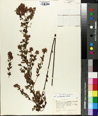 Lespedeza × nuttallii image