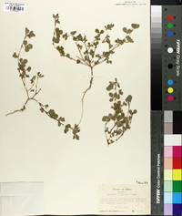 Lespedeza stipulacea image