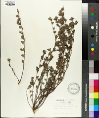 Lespedeza stipulacea image