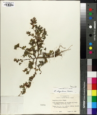 Lespedeza stipulacea image