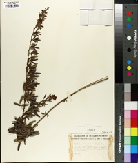 Lespedeza virginica image