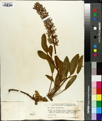 Lupinus diffusus image