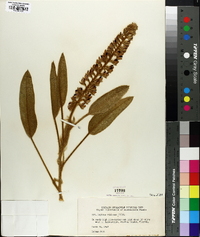 Lupinus villosus image