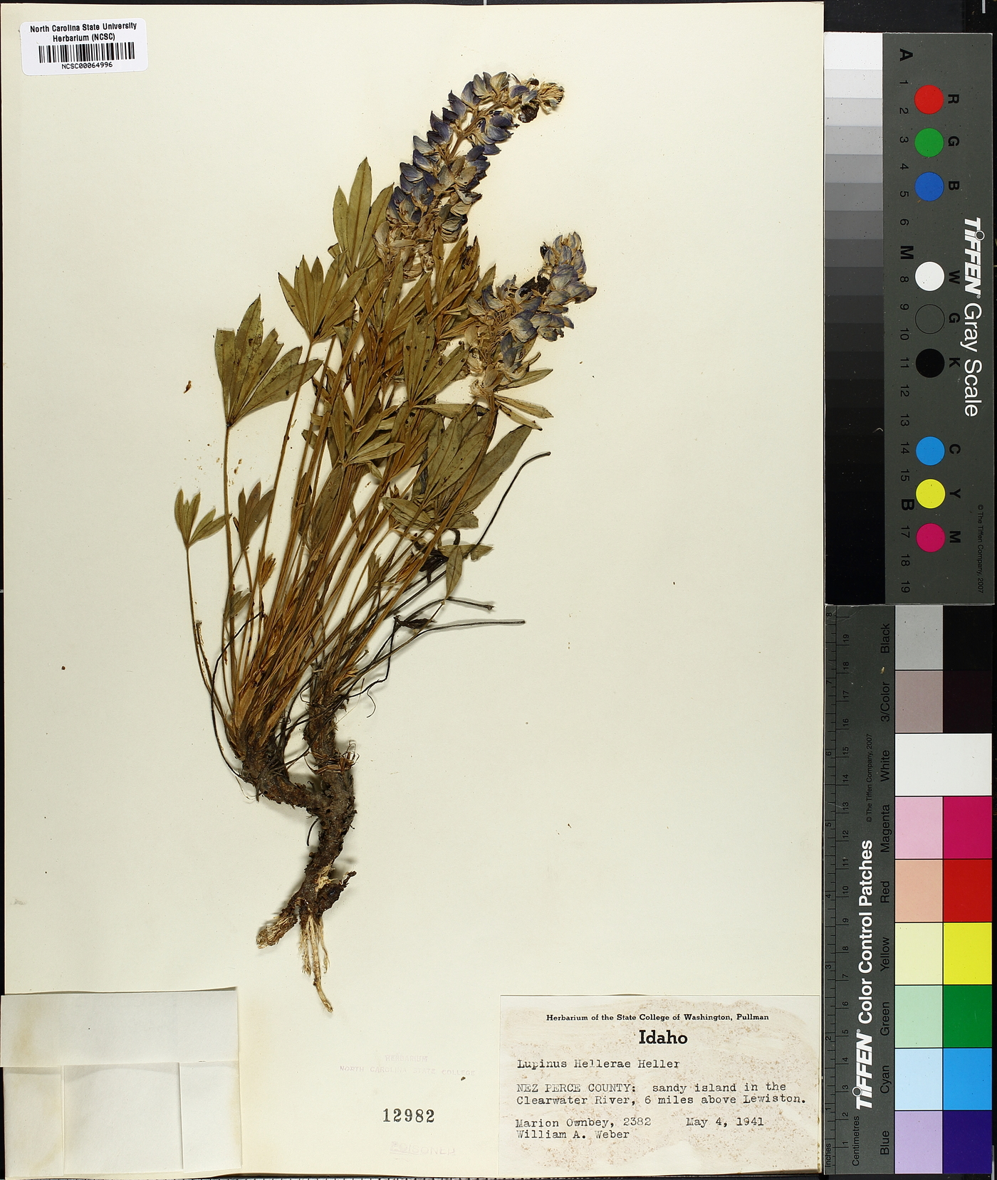 Lupinus hellerae image